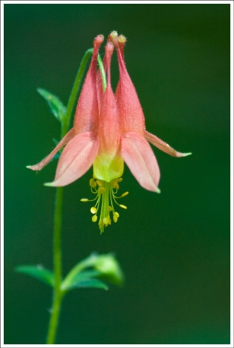 The columbine is starting to bloom all over the park. We saw tons of it along the trail.