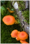Orange Mushrooms Along the Trail