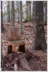 Tree Chair