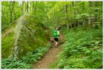 The Appalachian Trail Near Elk Garden